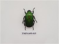 藏品(金豔騷金龜)的圖片